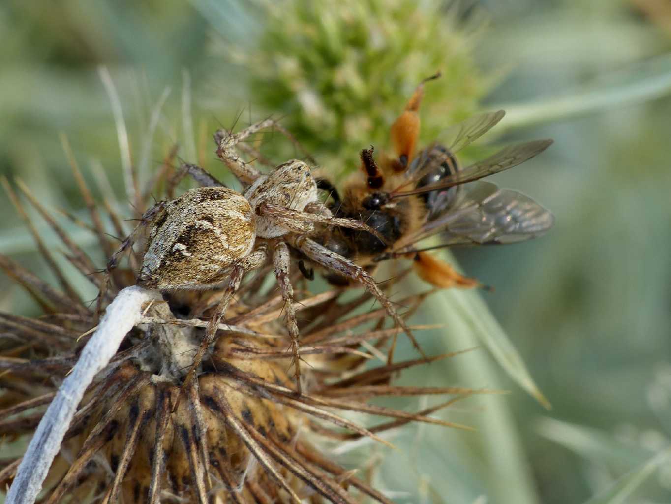 Oxyopes hererophtalmus con apidae - S. Teresa G. (OT)
